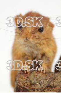 Hazel Dormouse - Muscardinus avellanarius 0001